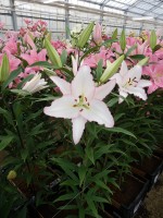 [5243 Millesimo No02.JPG]